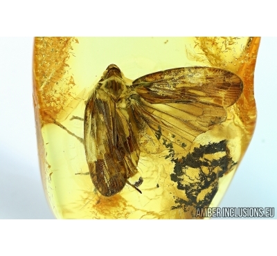 WINGED PLANTHOPPER, CICADA. Fossil insect in Baltic amber #5983