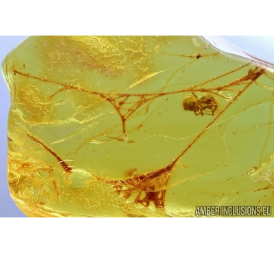 Spider in the Spider web . Fossil inclusions in Baltic amber #5988