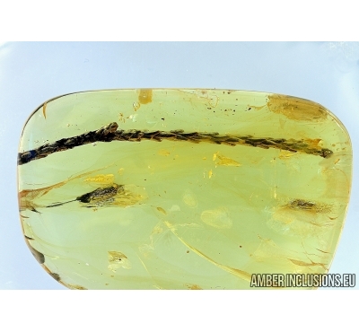 Very Nice THUJA TWIG 38mm! Fossil inclusion in Baltic amber #5989