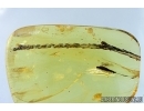 Very Nice THUJA TWIG 38mm! Fossil inclusion in Baltic amber #5989
