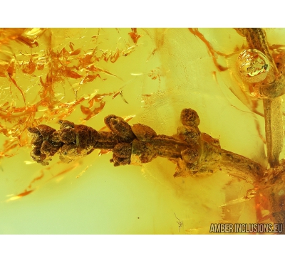 Extremely Rare Flowered Plant. Fossil inclusion in Baltic amber #5990