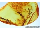 Extremely Rare Flowered Plant. Fossil inclusion in Baltic amber #5990