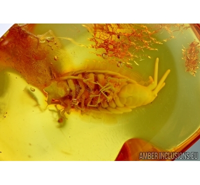 Isopoda, Big 10mm! Woodlice. Fossil inclusion in Baltic amber #6002