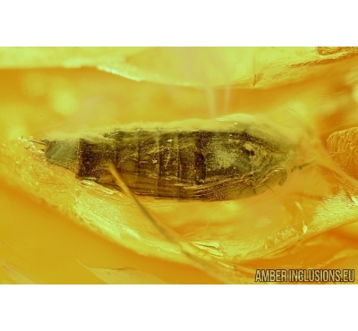 Coleoptera, Rare Beetle. Fossil insect in Baltic amber #6012