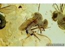 Rare Acroceridae, 3 Small-headed Flies (Spider flies) . Fossil insects in BALTIC AMBER #6015