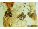 Rare Acroceridae, 3 Small-headed Flies (Spider flies) . Fossil insects in BALTIC AMBER #6015