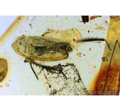 PLANTHOPPER, CICADA. Fossil inclusions in Baltic amber #6018