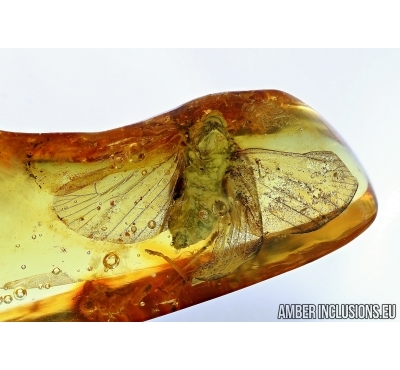 WINGED PLANTHOPPER, CICADA. Fossil insect in Baltic amber #6019