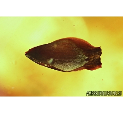 Very nice Leaf. Fossil inclusion in Baltic amber #6020