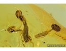 Plant and Ant. Fossil inclusions in Baltic Amber #6021