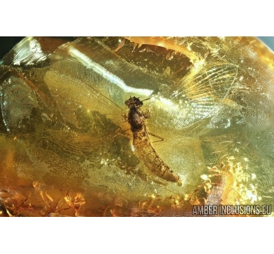Ephemeroptera, Mayfly. Fossil insect in Baltic amber #6028