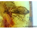 PSEUDOSCORPION, CADDISFLY and MORE. Fossil inclusions in Baltic amber #6027