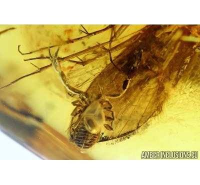PSEUDOSCORPION, CADDISFLY and MORE. Fossil inclusions in Baltic amber #6027