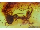 ACTION! Two Rare Ants. Fossil inclusions in Baltic amber #6031