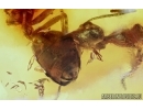 ACTION! Two Rare Ants. Fossil inclusions in Baltic amber #6031