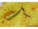 Rare Ant and Leaf. Fossil inclusions in Baltic amber #6032