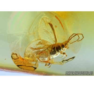 Rare Coccid Margarodidae. Fossil insect in Baltic amber #6033