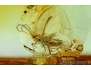 Rare Coccid Margarodidae. Fossil insect in Baltic amber #6033