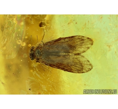 PSOCOPTERA, PSOCID and CRICKET. Fossil insects in Baltic amber #6035