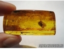 WINGED PLANTHOPPER, CICADA. Fossil insect in Baltic amber #6037
