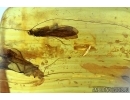 Two Caddisflies, Trichoptera. Fossil insects in Baltic amber #6038