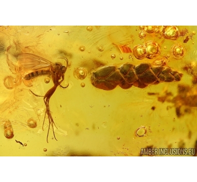 Thuja and Fungus Gnat, Mycetophilidae. Fossil inclusions in Baltic amber #6045