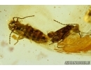 Cantharidae, Two Soldier Beetles in Mating dance (Copula) and More. Fossil insects in Baltic amber #6047