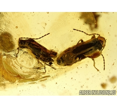 Cantharidae, Two Soldier Beetles in Mating dance (Copula) and More. Fossil insects in Baltic amber #6047