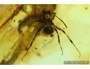 Harvestman, Opiliones, Ants and Beetle. Fossil inclusions in Baltic amber #6048