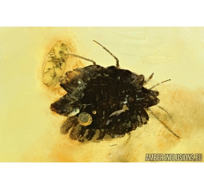 Rare Coccid, Ortheziidae and Beetle. Fossil insects in Baltic Amber #6050