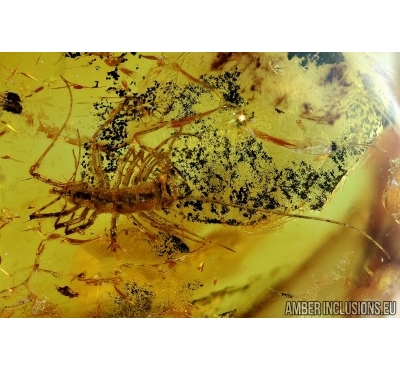Rare House Centipede , Scutigeridae. Fossil insect in Baltic amber #6051