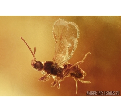 Ichneumonidae, Nice Parasitic Wasp. Fossil insect in Baltic amber #6072