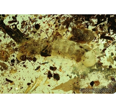 ANTS and MOTH CATERPILLAR. Fossil insects in Baltic amber #6074