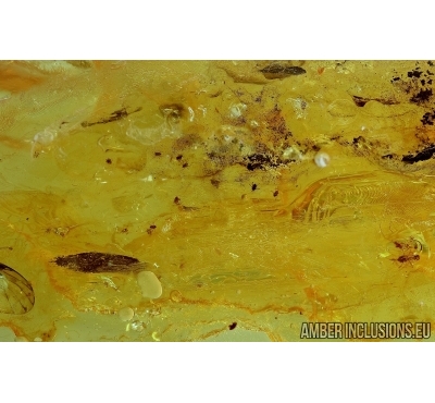 MITES and FLIES. Fossil insects in Baltic amber #6075
