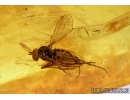 MITES and FLIES. Fossil insects in Baltic amber #6075