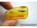 Lepidoptera, Rare 14mm Caterpillar case. Fossil inclusion in Baltic amber #6077