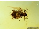 Aphid, Aphididae. Fossil insect in Baltic amber #6086