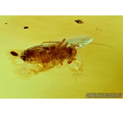 PSOCOPTERA, PSOCID. Fossil insect in Baltic amber #6087