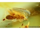 PSOCOPTERA, PSOCID. Fossil insect in Baltic amber #6087