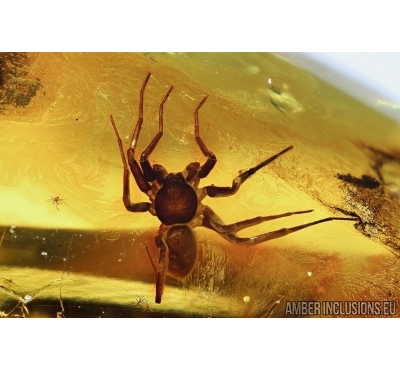 Araneae, Spider. Fossil inclusion in Baltic amber #6091