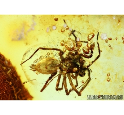 Rare Spider Dictynidae Mastigusa in Baltic amber #6101