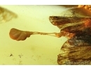Lepidoptera, Moth. Fossil insect in Baltic amber #6102