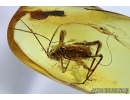 Orthoptera, Cricket in Baltic amber #6111
