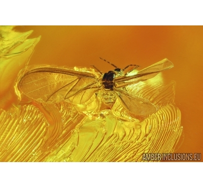 Aphid, Aphididae and Fungus Gnat. Fossil insects in Baltic amber #6112