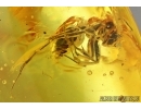 Beetle and Ant. Fossil inclusions in Baltic amber #6114