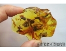 OAK FLOWER and MORE. Fossil inclusions in Big 20g Baltic amber #6118