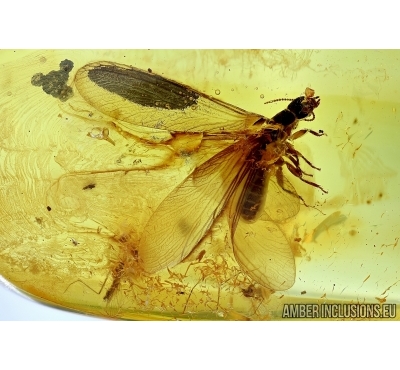 ISOPTERA, TERMITE. Fossil inclusion in BALTIC AMBER #6119