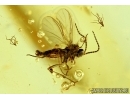 Rare Wasp, CHALCIDIDAE and More. Fossil insect in Baltic amber #6121
