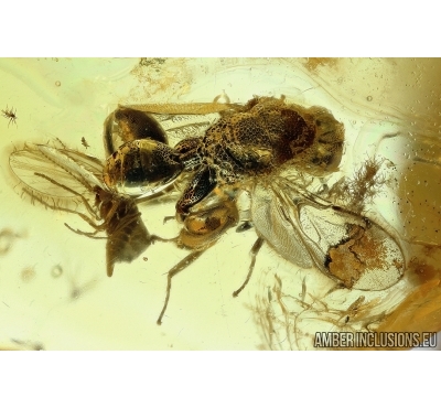 Rare Wasp, CHALCIDIDAE and More. Fossil insect in Baltic amber #6121