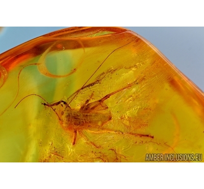 Big Cricket Orthoptera in Baltic amber #6123